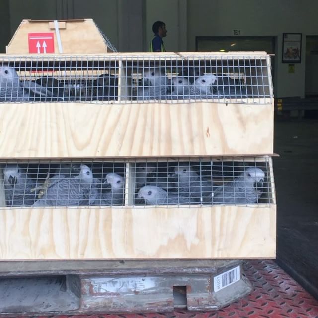 African Grey Parrot For Sale Near Me