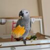 Parrots For Sale In Turkey