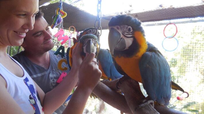 Buy Parrots Online USA