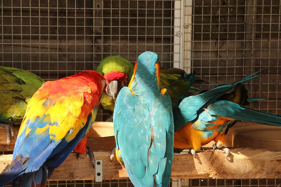 Fully Tame Parrots