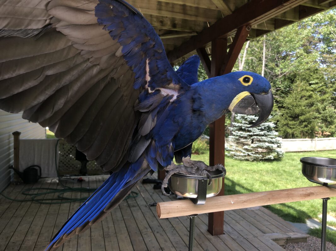 Hand-Raised Parrots For Sale