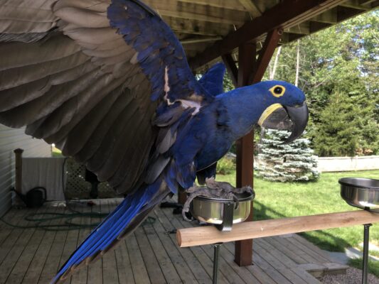 Hand-Raised Parrots For Sale
