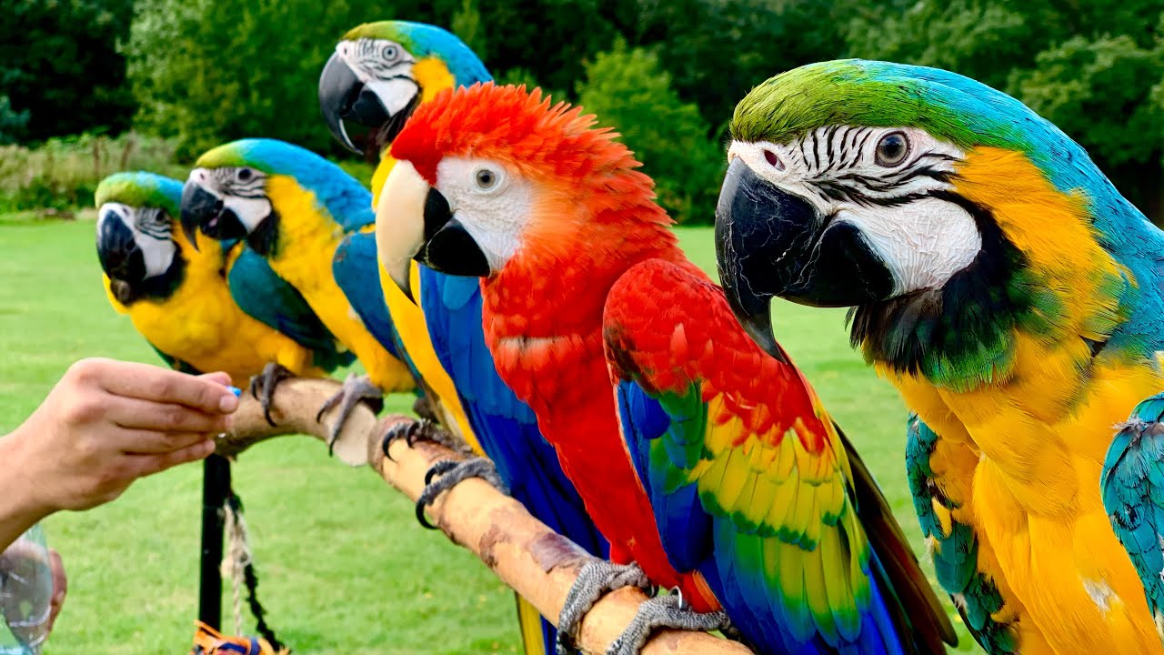 Parrots For Sale USA