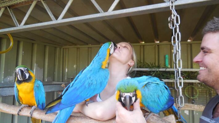 Tame Parrots Breeders USA