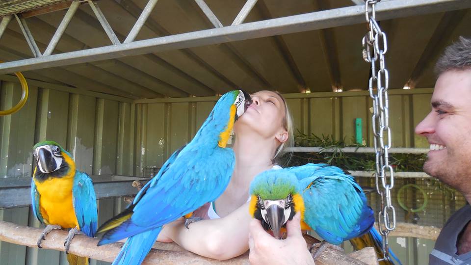 Tame Parrots Breeders USA