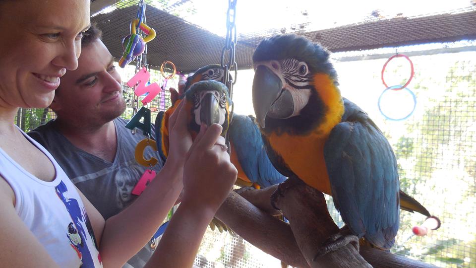 Tame Parrots for Sale